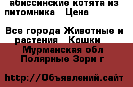 абиссинские котята из питомника › Цена ­ 15 000 - Все города Животные и растения » Кошки   . Мурманская обл.,Полярные Зори г.